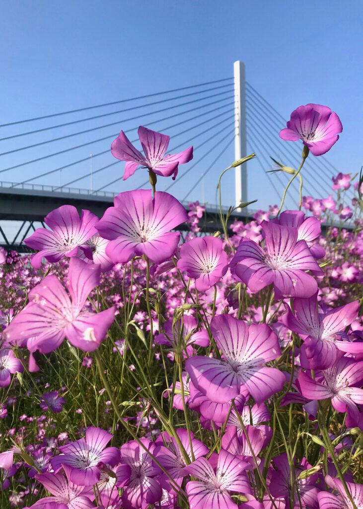 大きな花を咲かせてください！